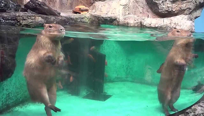 برگچه خوار (Capybara)
